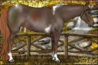 Horse Color:Liver Chestnut Tobiano Rabicano 