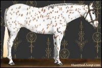 Horse Color:Chestnut Appaloosa
