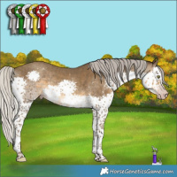 Horse Color:Gray Silver Classic Cream Champagne Sabino Splash 