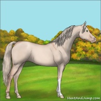 Horse Color:Gold Champagne Dun 