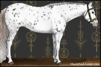 Horse Color:Liver Chestnut Tobiano Appaloosa