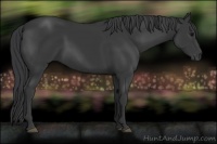 Horse Color:Black Rabicano 
