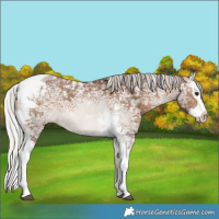 Horse Color:Silver Brown Ice Dun Splash Tobiano 