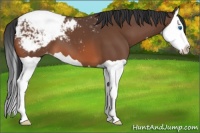 Horse Color:Bay Splash Appaloosa 