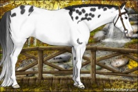Horse Color:Black Splash Leopard 