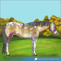 Horse Color:Nacre Bay Onyx Tobiano Rabicano 