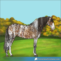 Horse Color:Brown  and Buckskin Sabino Splash 
