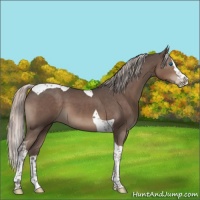 Horse Color:Silver Black Splash Tobiano 