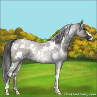 Horse Color:White Spotted Brown Dun 