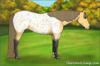 Horse Color:Buckskin Appaloosa 