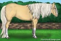 Horse Color:Palomino Roan Splash 