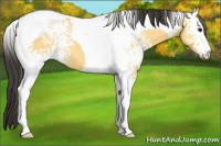 Horse Color:White Spotted Buckskin Tobiano 