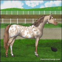 Horse Color:Red Dun Appaloosa 