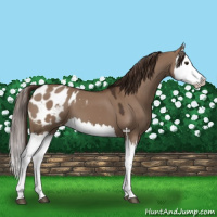 Horse Color:Liver Red Dun Splash Appaloosa 