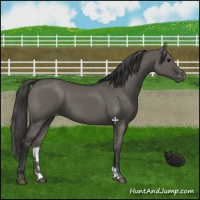 Horse Color:Grullo Appaloosa 