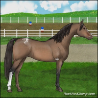 Horse Color:Brown Dun Appaloosa 