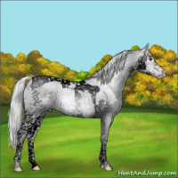 Horse Color:Gray Void Silver Classic Champagne Chinchilla Splash Tobiano