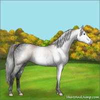 Horse Color:Gray Void Classic Champagne Splash Tobiano 