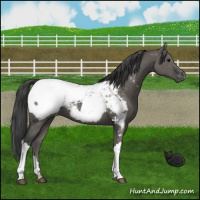 Horse Color:Grullo Snowcap 