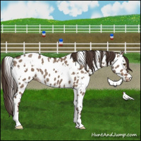 Horse Color:White Spotted Liver Red Dun Near Leopard Brindle 