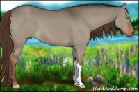 Horse Color:Liver Red Dun 