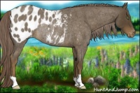 Horse Color:Chocolate Palomino Roan Appaloosa Rabicano