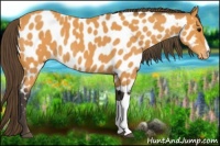 Horse Color:Buckskin Roan Near Leopard 