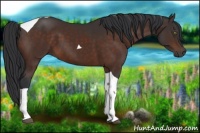 Horse Color:Brown Tobiano 