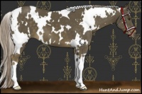 Horse Color:White Spotted Chocolate Palomino
