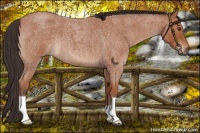 Horse Color:Bay Roan