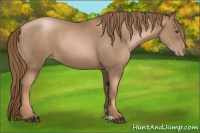 Horse Color:Liver Chestnut Pearl 
