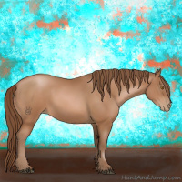 Horse Color:Bay Pearl 