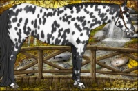 Horse Color:Black Near Leopard