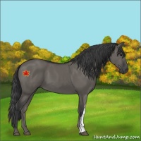 Horse Color:Grullo 
