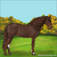 Horse Color:Gray Chestnut 
