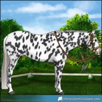Horse Color:Black Near Leopard 