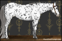 Horse Color:Black Appaloosa Rabicano 