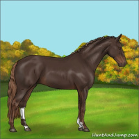 Horse Color:Liver Chestnut 