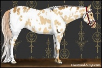 Horse Color:White Spotted Palomino Dun Near Leopard Brindle