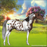 Horse Color:Bay Tobiano Near Leopard 