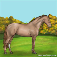 Horse Color:Liver Chestnut Pearl 