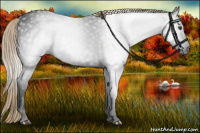 Horse Color:Gray Liver Chestnut 