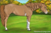 Horse Color:Chestnut Splash Tobiano
