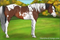 Horse Color:Bay Splash Tobiano 