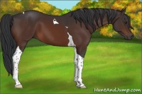 Horse Color:Brown Tobiano 