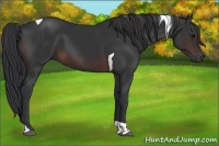Horse Color:Brown Tobiano 