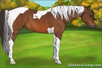 Horse Color:Buckskin Tobiano 