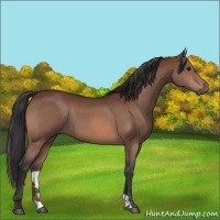 Horse Color:Bay 