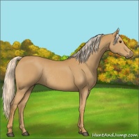 Horse Color:Palomino Rabicano