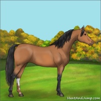 Horse Color:Bay 
